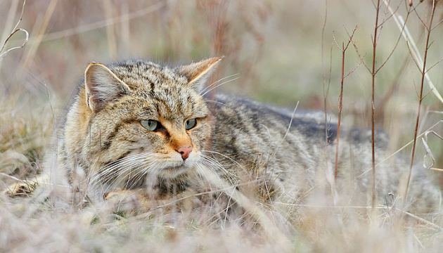 Редкого лесного кота обнаружили в заповеднике на Тернопольщине 1