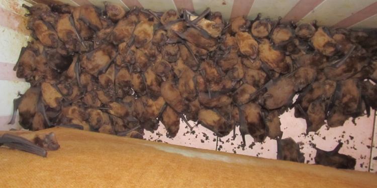 Массовую свадьбу на балконе жилого дома во Львове устроили летучие мыши – там насчитали их почти 2 тыс. (ФОТО)