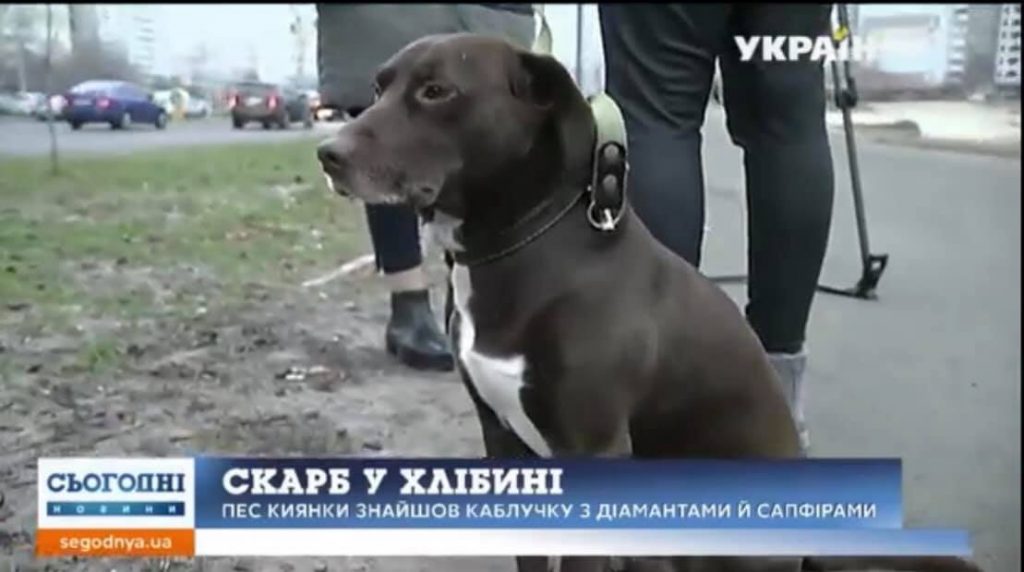 В Киеве собака принесла своей хозяйке кольцо с бриллиантами (ВИДЕО) 3