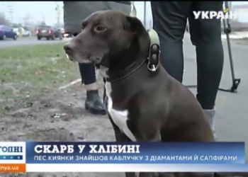 В Киеве собака принесла своей хозяйке кольцо с бриллиантами (ВИДЕО)
