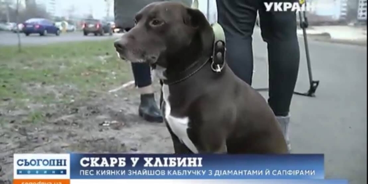 В Киеве собака принесла своей хозяйке кольцо с бриллиантами (ВИДЕО)