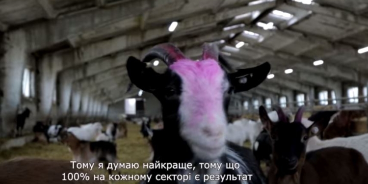 Семейная козья ферма на Львовщине производит экзотические сыры и хочет стать крупнейшей в Европе (ВИДЕО)