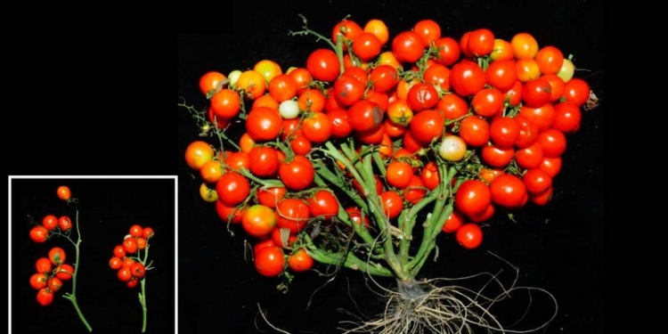 Лучше бы наоборот. Генетики США создали томаты, похожие на виноград (ВИДЕО)