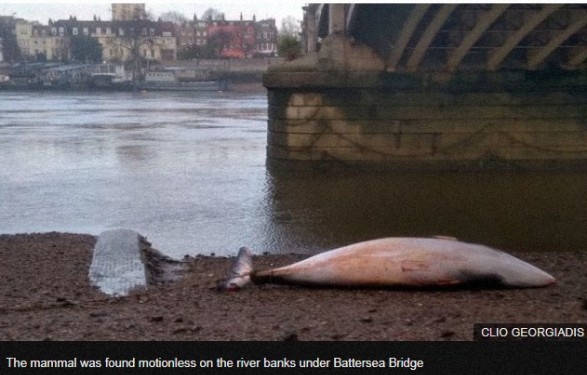 Под мостом в Лондоне выбросило кита