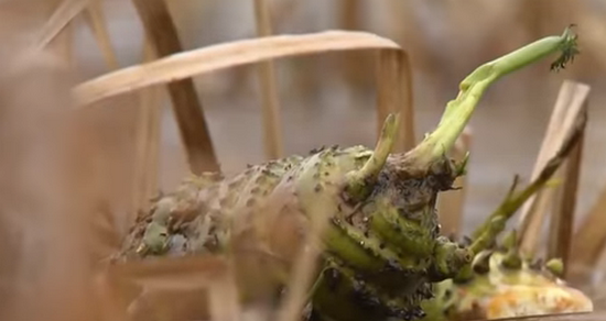 Погибший девятилетний мальчик под Черниговом  съел найденный с друзьями корень цикуты (ВИДЕО)