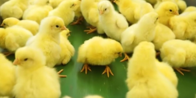 В Индонезии зависимость детей от гаджетов будут лечить…цыплятами