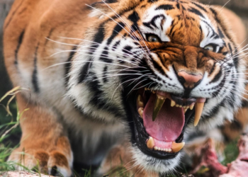 В Германии тигрице вставили золотой клык (ВИДЕО)