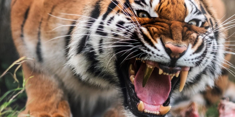 В Германии тигрице вставили золотой клык (ВИДЕО)