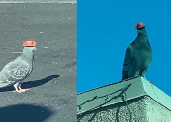 В Лас-Вегассе кто-то клеит голубям на головы ковбойские шляпы. А зоозащитники – снимают (ВИДЕО)