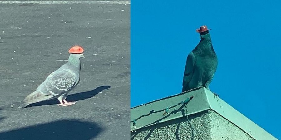 В Лас-Вегассе кто-то клеит голубям на головы ковбойские шляпы. А зоозащитники - снимают (ВИДЕО) 1