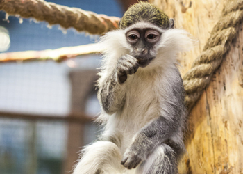 В харьковском супермаркете ловили обезьяну (ФОТО, ВИДЕО)