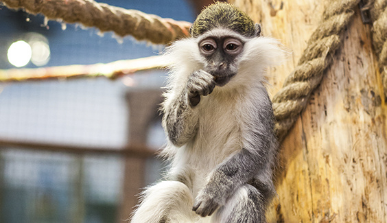 В харьковском супермаркете ловили обезьяну (ФОТО, ВИДЕО)