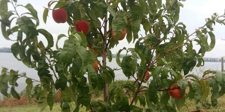 Только не пластик. В Испании будут делать пакеты из персиков