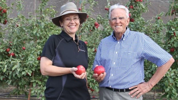 В США начали продавать яблоки, год хранящиеся в холодильнике