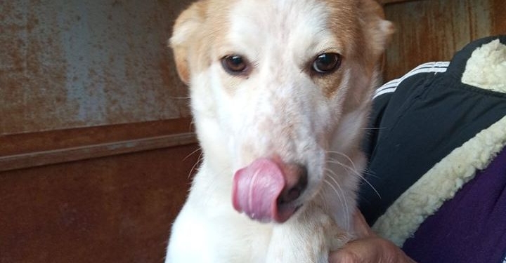 В Николаеве на КП «Центр защиты животных», оставшемся без финансирования, есть 35 собак, подготовленных к передаче в семью. Присмотритесь, может, кто-то приглянется? (ФОТО)