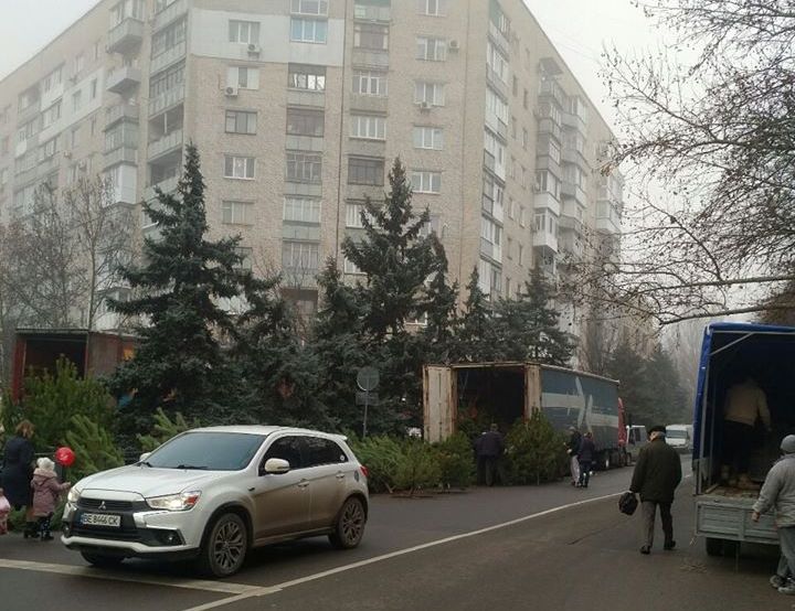 В Николаеве елками торгуют прямо на проезжей части - полиция не реагирует (ФОТО) 11