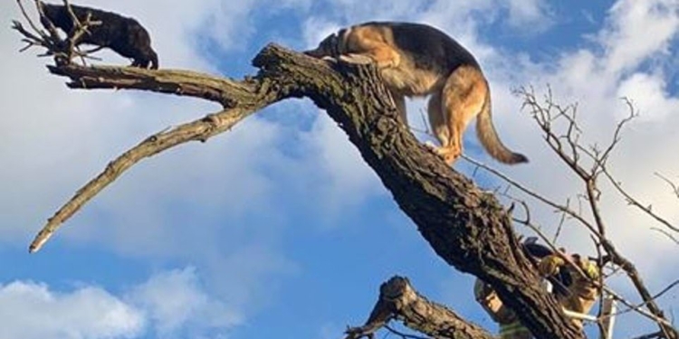 Овчарки очень даже лазают по деревьям, если за кошками. Но вот спуститься самостоятельно не могут (ФОТО)