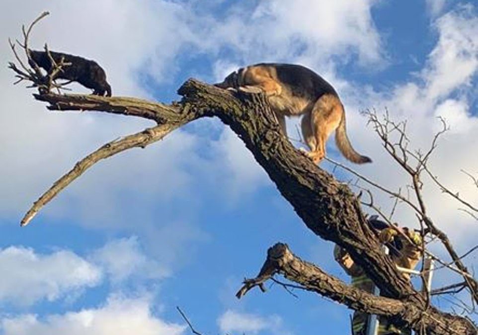 Овчарки очень даже лазают по деревьям, если за кошками. Но вот спуститься самостоятельно не могут (ФОТО) 7