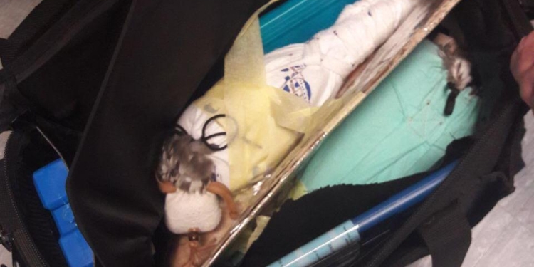 Украинец пытался вывезти в Эмираты двух соколов (ФОТО, ВИДЕО)