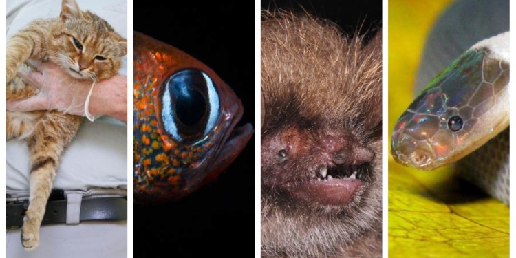 Камнеед, лисокот, гретожук, карманная акула и другие. 11 животных, открытых в 2019 году (ФОТО)