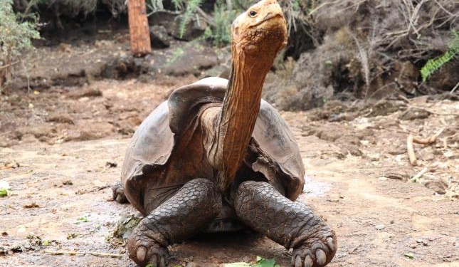 Заслужил: 100-летнего самца гигантской черепахи отпустят на волю за «вклад в спасение вида»