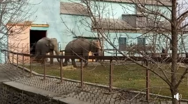 Когда в январе погода, как в марте: в Николаевском зоопарке слоны впервые вышли в летний вольер (ВИДЕО)