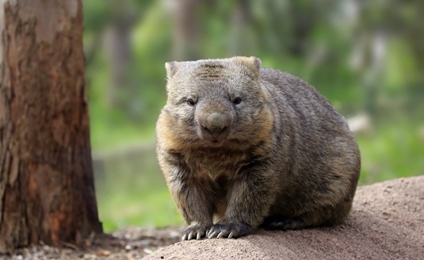 В Австралии во время пожаров вомбаты пускали других животных в свои норы, чем спасали жизни, – экологи