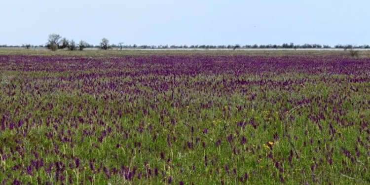 Еще 0,5 га орхидного поля на Кинбурнской косе вернулись в госсобственность