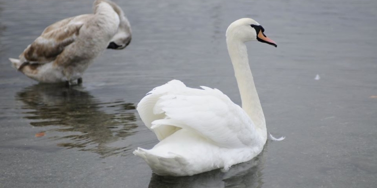 В зимний период соленость Тилигульского лимана выросла. Но зимующим там птицам это не мешает (ФОТО)