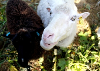 Работа мечты: более 15 тысяч финнов подали заявки на работу летними пастухами и готовы за это заплатить