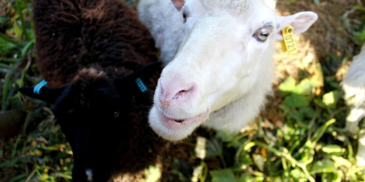 Работа мечты: более 15 тысяч финнов подали заявки на работу летними пастухами и готовы за это заплатить