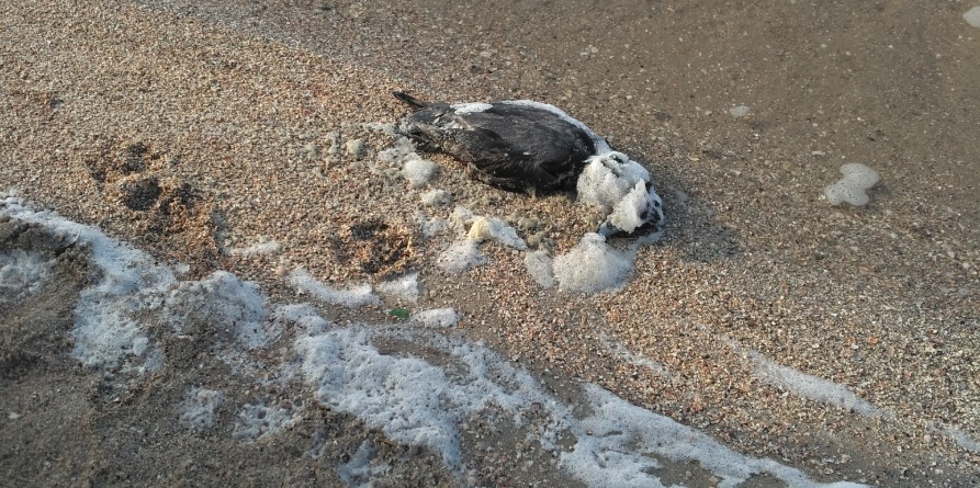 Госпродпотребслужба о мертвых утках на Намыве: Птичьего гриппа нет (ВИДЕО) 1