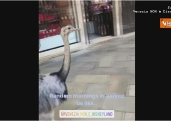 Из Венеции выдворили словенских туристов, прогуливающихся по улицам с двумя эму (ВИДЕО)