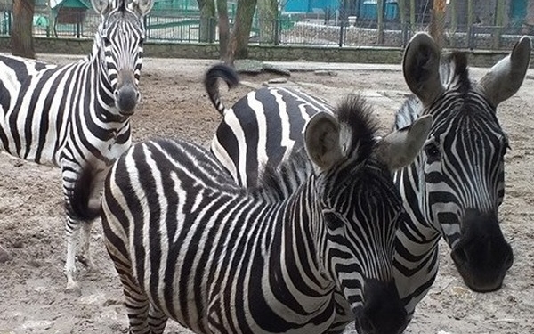 В Николаевском зоопарке – четыре «именинника»: сегодня Международный день зебры (ФОТО)