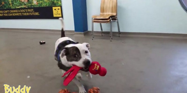 Рождество бывает и у собак: приютским псам позволили самим выбрать себе подарки (ВИДЕО)