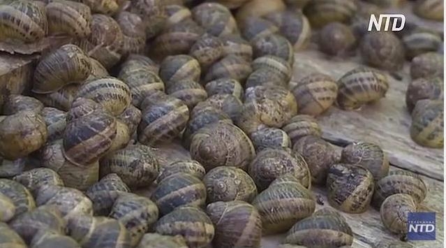 Улитки – не только еда: в Тунисе их разводят ради «косметической» слизи (ВИДЕО)