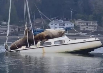 Захватили и потопили. И чем морские львы отличаются от пиратов? (ВИДЕО)