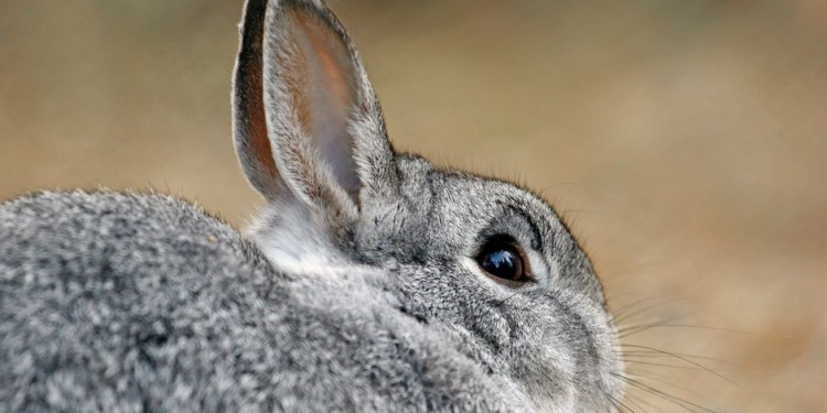 В столице Финляндии переживают – растет число живущих в городе диких кроликов