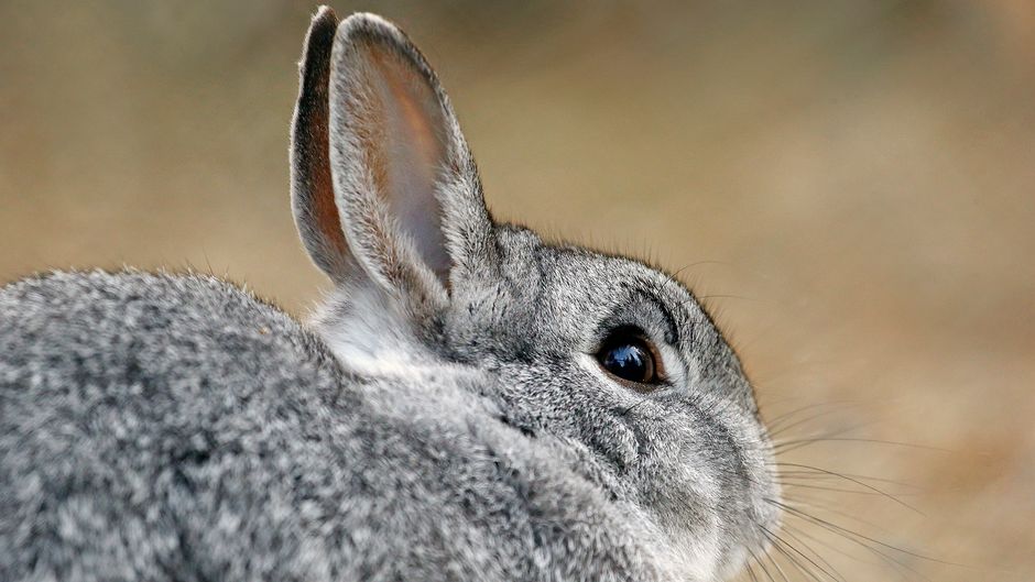 В столице Финляндии переживают – растет число живущих в городе диких кроликов 1