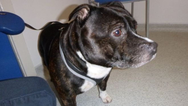 “Простите меня”. В Англии у алтаря в церкви нашли привязанного пса с запиской