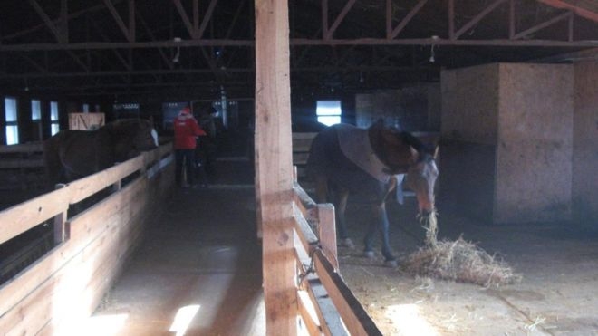 Под Киевом владелец мини-зоопарка морил голодом животных (ФОТО)