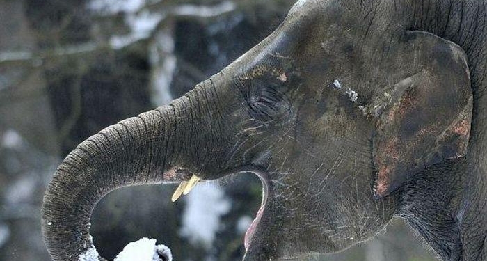 Обрадовались снегу: в России из цирка сбежали две слонихи (ВИДЕО)