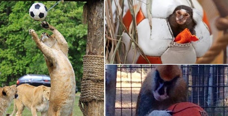 Лучшая игрушка – это мяч: Николаевский зоопарк просит помочь разнообразить активность своих подопечных