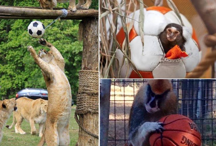 Лучшая игрушка – это мяч: Николаевский зоопарк просит помочь разнообразить активность своих подопечных 1