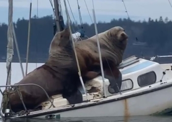 В США морские львы угнали катер