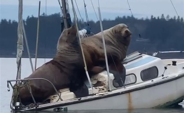 В США морские львы угнали катер
