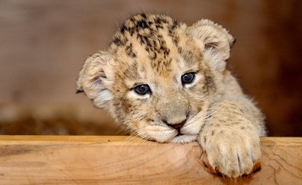 По харьковскому ТЦ бегал львенок (ВИДЕО)