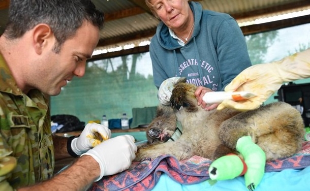 Пожары в Австралии: открыт госпиталь для животных