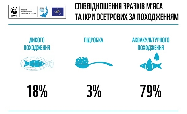 Почти 20% черной икры и осетра в Украине изготовлены нелегально