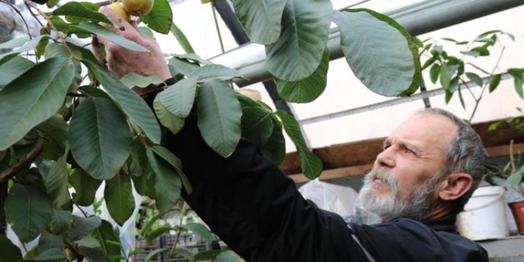Эдемский сад для души: николаевский энтузиаст уже 15 лет выращивает у себя дома экзотические фрукты